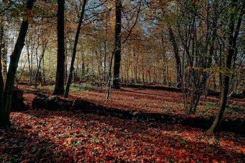 fall season wood scene